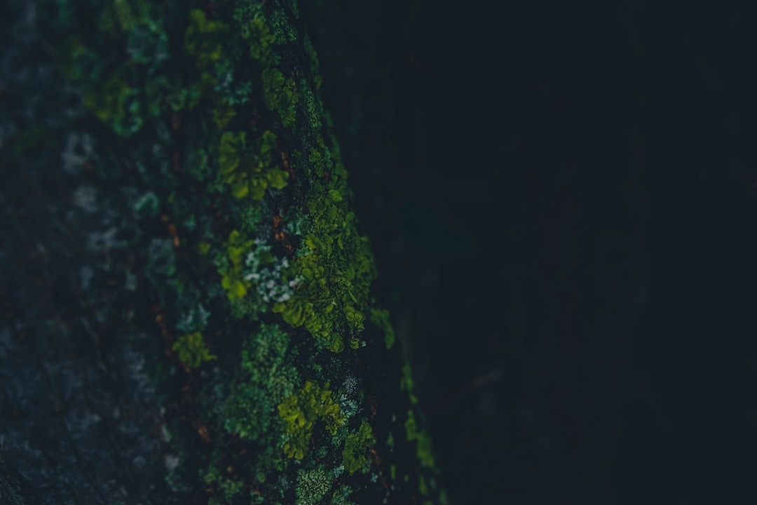 AI ecosystem valuation dashboard